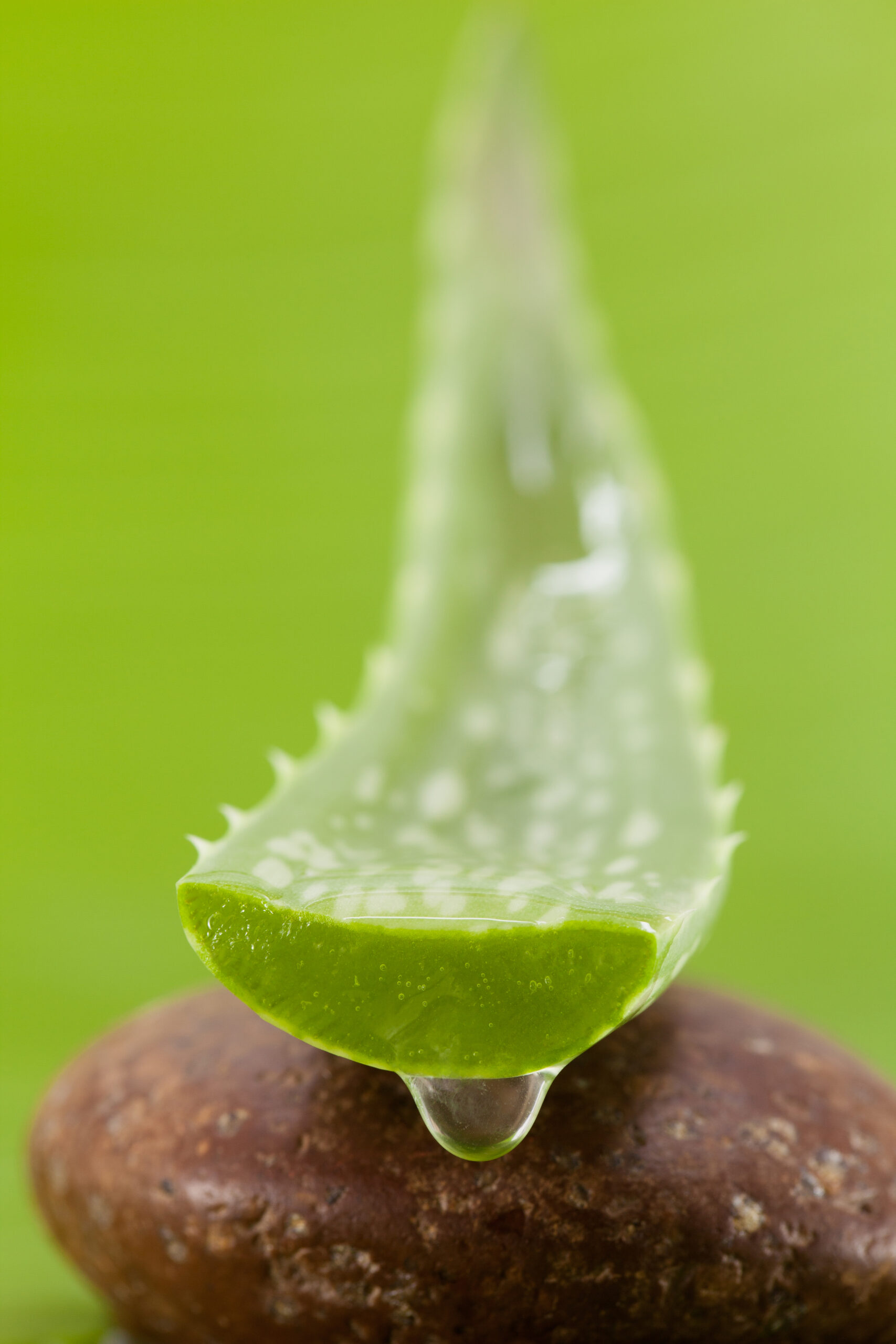 Fresh aloe leaf with water drop . Fresh aloe leaf with water drop .